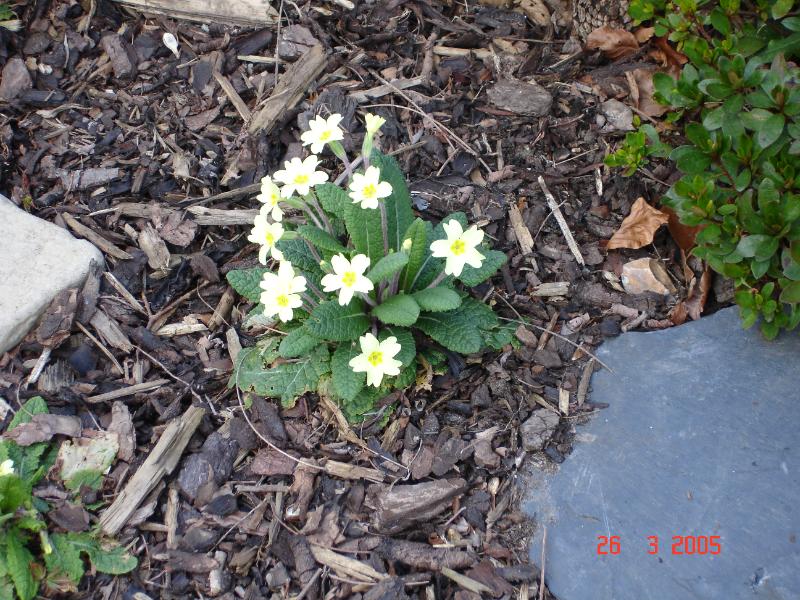 DSC00203.JPG