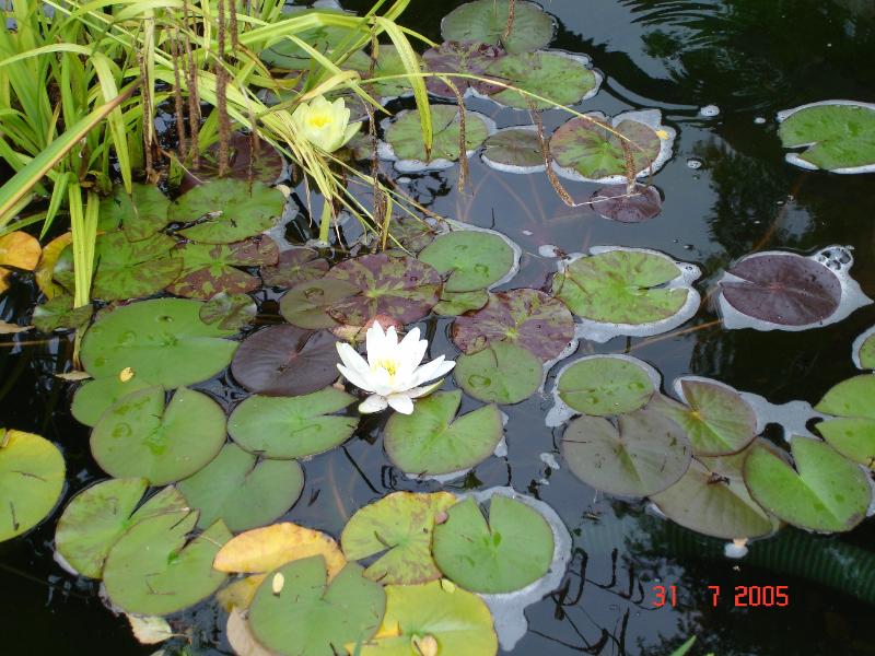 DSC00468.JPG
