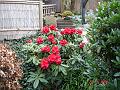 DSC00675