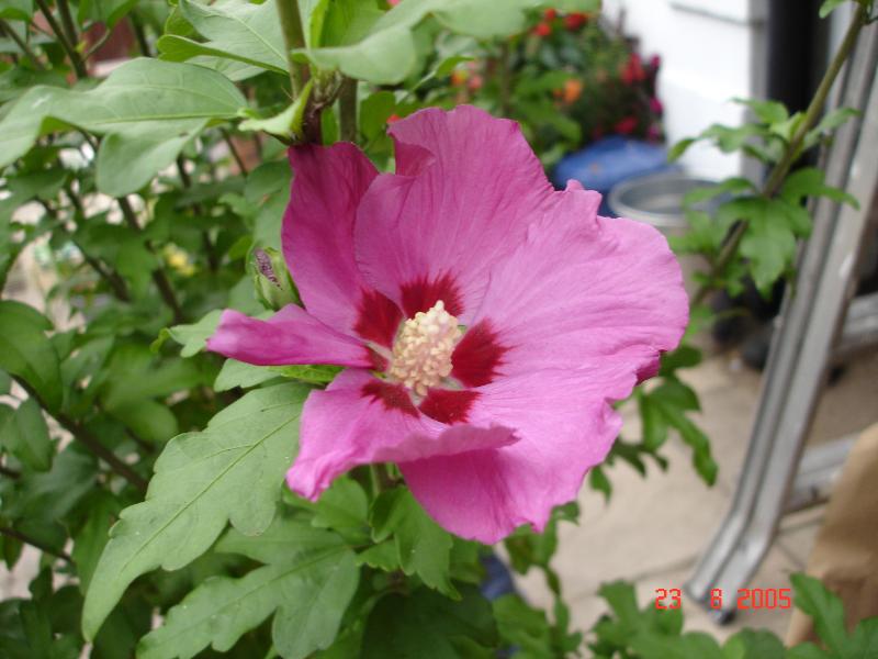 DSC00586.JPG