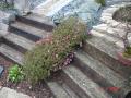 DSC00256