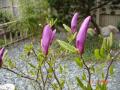 DSC00259