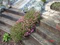 DSC00266