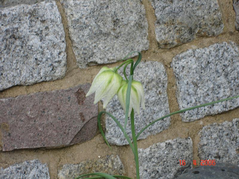DSC00672.JPG