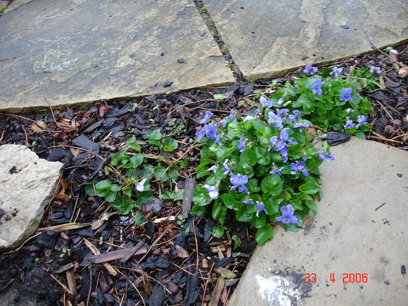 DSC00680.JPG