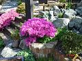 DSC00732